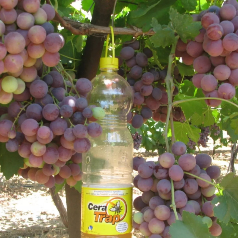 Trampa Ecológica Mosca de La Fruta
