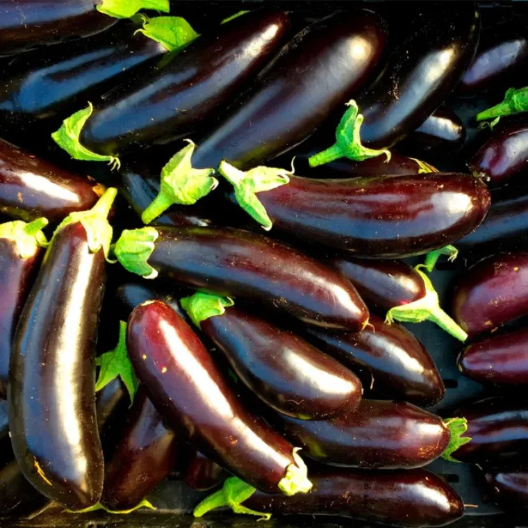 cultivo de berenjena