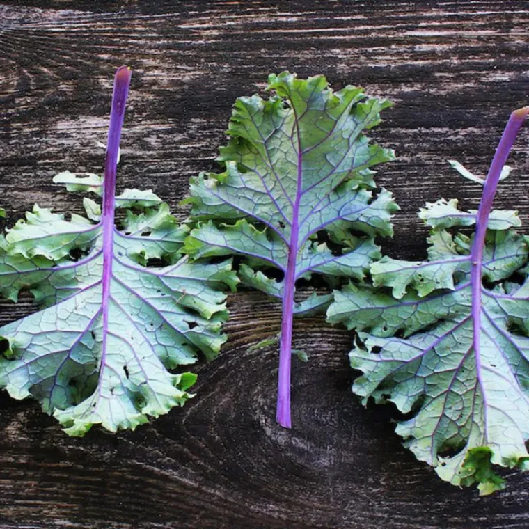 cultivo kale ruso rojo