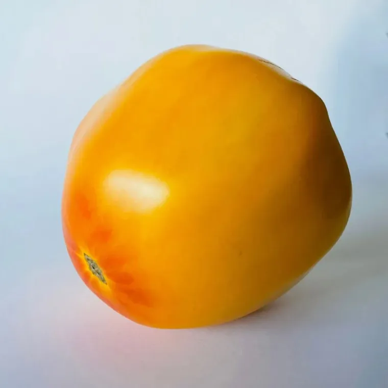 tomate amarillo