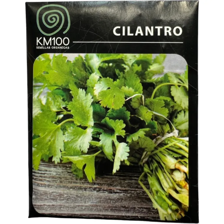 semillas cilantro